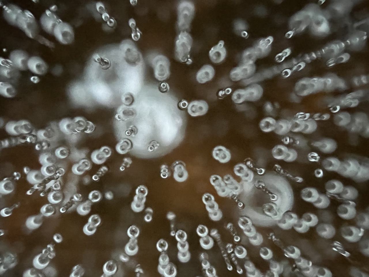 Arktinen hiljaisuus - Ääni ja poissaolo Lapissa cover